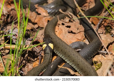 848 Snake sunbathing Images, Stock Photos & Vectors | Shutterstock