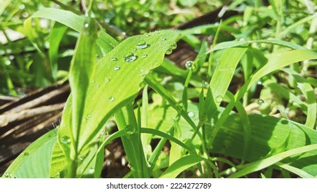 The Grass Soaked In The Morning Dew In The Sun