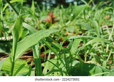 The Grass Soaked In The Morning Dew In The Sun