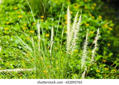 Grass with soft-focus in the background