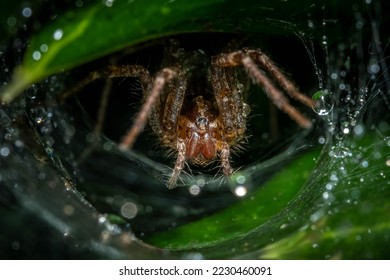 A Grass Spider (Genus Agelenopsis) waiting in its funneled web for prey after a rain shower. Raleigh, North Carolina.