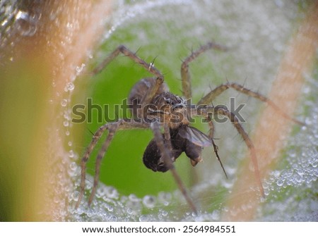Grass spider got a prey