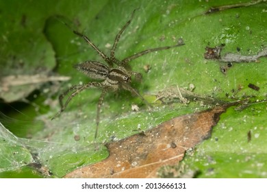 A Grass Spider is resting on a leaf. Taylor Creek Park, Toronto, Ontario, Canada.