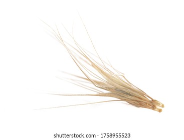 Grass Spikelet Cut Out On White Background