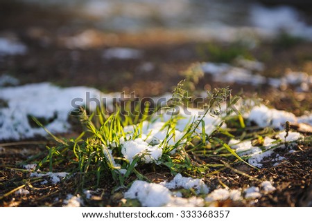 grass sprouted from melted snow