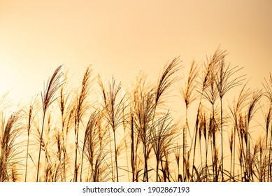 dry grass field background