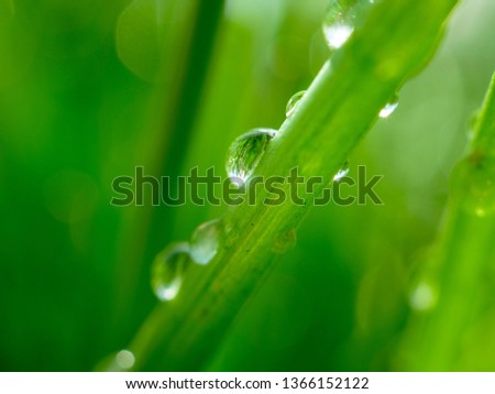 Similar – Pearls in the grass