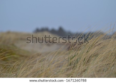 grass straws in focus with sanddunes in the background