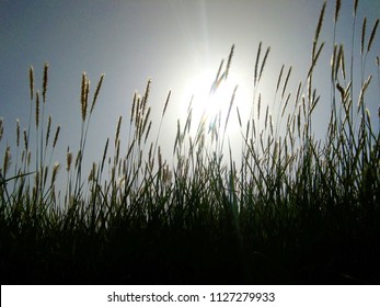 The grass and the sun