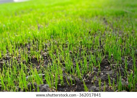 the grass in the sun
