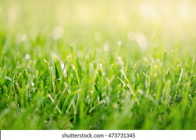 Grass and sun flare