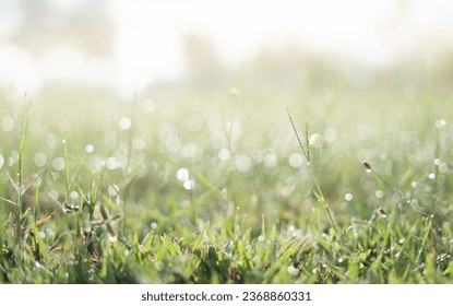 Grass in sunlight.Dew and bokeh on light green fresh wet greens in morning. 
 - Powered by Shutterstock