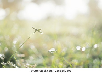 Grass in sunlight.Dew and bokeh on light green fresh wet greens in morning.  - Powered by Shutterstock