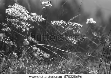 Similar – Grasses, plants and flowers in a field backlit by the evening sun