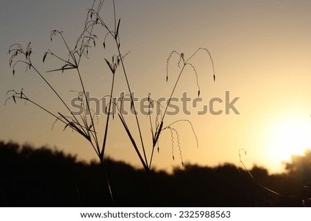 Grass in the sunrise with calming lighting and space to put a quote. Foto d'archivio © 
