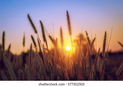 Grass at sunset.