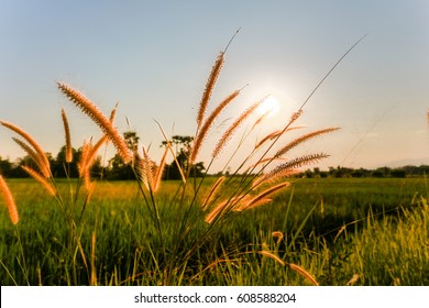 Grass and sunset
