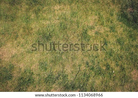 Grass Surface Texture