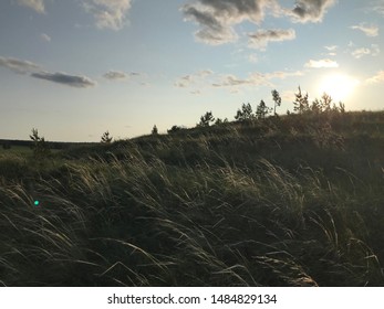 grass sways in the wind