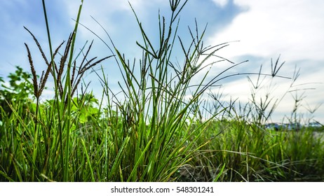 Grass swinging in the wind 
