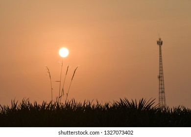 Grass And Telephone Pole In The Shadows.