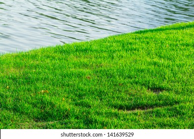 Grass texture