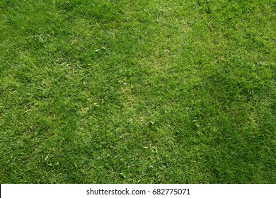 Grass Texture