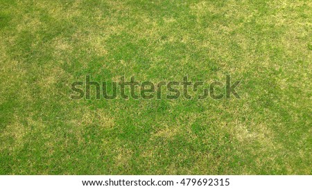 Grass texture. grass background.