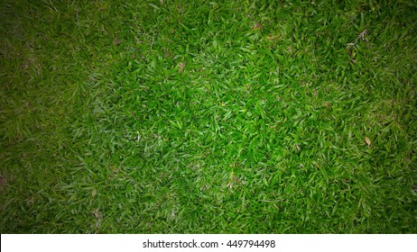 Grass texture. grass background. artificial grass