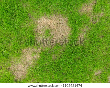 Grass texture. grass background. patchy grass, lawn in bad condition and need maintaining, Pests and disease cause amount of damage to green lawns, lawn in bad condition and need maintaining.