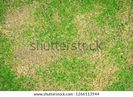 Grass texture, grass background. patchy grass, lawn in bad condition and need maintaining, Pests and disease cause amount of damage to green lawns, lawn in bad condition and need maintaining.
