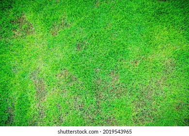 Grass Texture The Lack Of Lawn Care And Maintenance Until The Damage Pests Fungus And Disease Field In Bad Condition. Dead Grass Top View Of The Nature Background. Texture Of Green And Brown Patch.