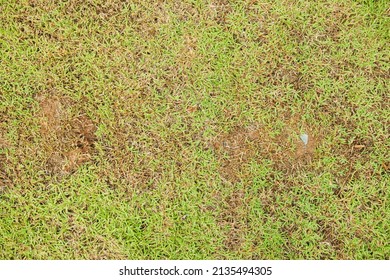 Grass Texture The Lack Of Lawn Care And Maintenance Until The Damage Pests Fungus And Disease Field In Bad Condition. Dead Grass Top View Of The Nature Background. Texture Of Green And Brown Patch.