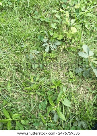 Grass textured. Green leaf texture. Natural background and wallpaper