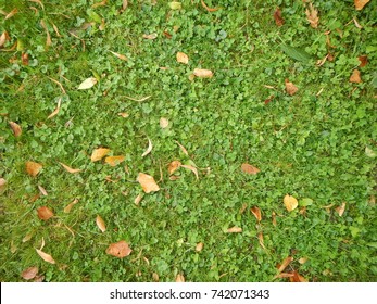 Grass Textures