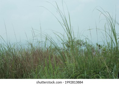 Grass that grows accidentally  without being made.