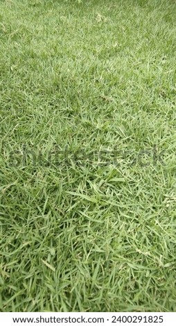 grass that grows very well in the yard is green, very soothing to the eye when looking at it, helps beautify the environment so it doesn't look empty, lush and well-maintained grass can improve your m Stok fotoğraf © 