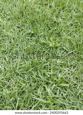 grass that grows very well in the yard is green, very soothing to the eye when looking at it, helps beautify the environment so it doesn't look empty, lush and well-maintained grass can improve your m Stok fotoğraf © 