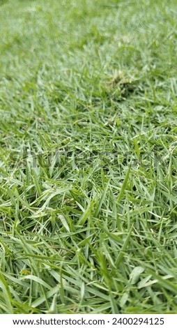 grass that grows very well in the yard is green, very soothing to the eye when looking at it, helps beautify the environment so it doesn't look empty, lush and well-maintained grass can improve your m Stok fotoğraf © 