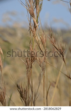 Grass that has gone to seed, a resilient plant on the savanna