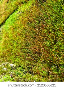 Grass That Lives In Moist Air And Is Often Found Growing On The Surface Of Rocks Or Walls Of Houses