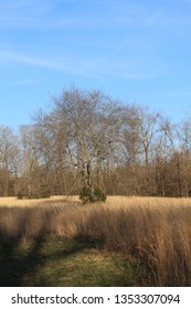 The Grass and theTrees