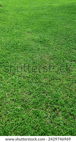 The grass is thick and healthy, and there are a few blades of grass that are taller than the rest. The lawn is well-maintained, and there are no weeds or debris. The sun is shining on the lawn.