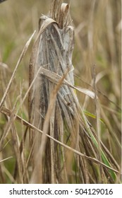 Grass tied with web