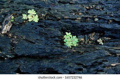 grass in the timber tree