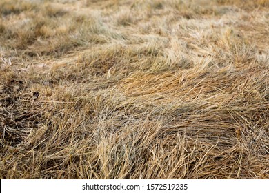 Grass At The Trail Head Of Humphreys Peak