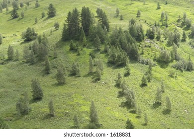 Grass and tree.