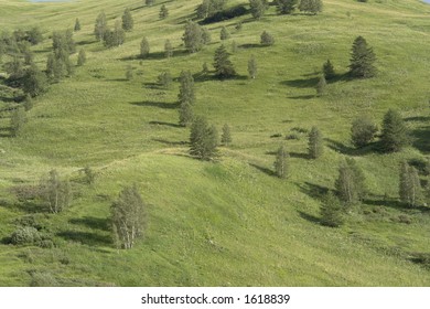 Grass and tree.