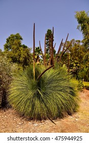 Grass Tree