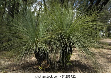 grass tree